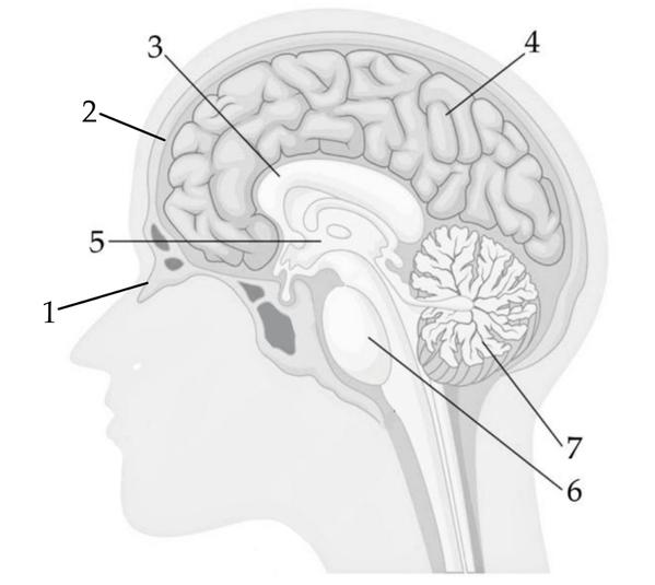 Задача к ЕГЭ по биологии на тему «Опорно-двигательная система» №81