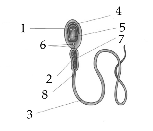 Задача к ЕГЭ по биологии на тему «Выделение, половая система, дыхание, кожа» №6
