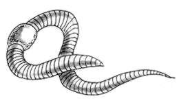 Задача к ОГЭ по биологии на тему «Зоология» №475